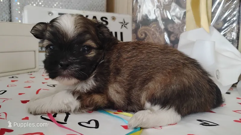 Havashu pup- Little twinkle – Havanese, Shih Tzu puppy on hold in Houston, TX