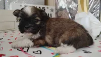 Havashu pup- Little twinkle, a male Havanese and Shih Tzu for sale in Houston, TX – 1 of 10