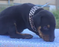 AKC Champion Bloodline - Miracle, a male Doberman Pinscher for sale in Beaumont, TX – 3 of 10