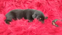 AKC Champion Bloodline - Puppy Oliver , a male Doberman Pinscher for sale in Beaumont, TX – 2 of 8