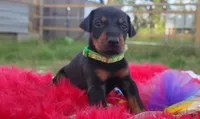 Ironman , a male Doberman Pinscher for sale in Beaumont, TX – 2 of 8