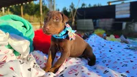 Charlie , a male Doberman Pinscher for sale in Beaumont, TX – 4 of 4