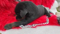 AKC Champion Bloodline -Puppy Alexander , a male Doberman Pinscher for sale in Beaumont, TX – 3 of 7