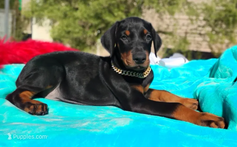 Puppy Hurricane – Doberman Pinscher puppy for sale in Beaumont, TX