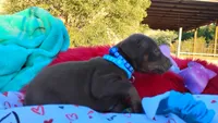 Drago , a male Doberman Pinscher for sale in Beaumont, TX – 9 of 10