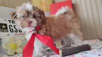 Havashu - Benji, a male Havanese and Shih Tzu for sale in Houston, TX – 1 of 10