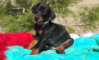 Murdock , a male Doberman Pinscher for sale in Beaumont, TX – 3 of 8