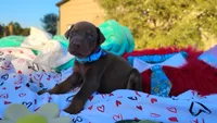 Drago , a male Doberman Pinscher for sale in Beaumont, TX – 5 of 10