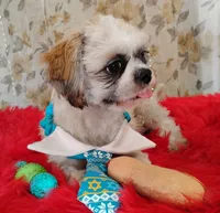 Full Akc Zimba, a male Shih Tzu for sale in Houston, TX – 5 of 6
