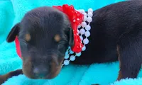 Ladybug 🐞, a female Doberman Pinscher for sale in Beaumont, TX – 5 of 7