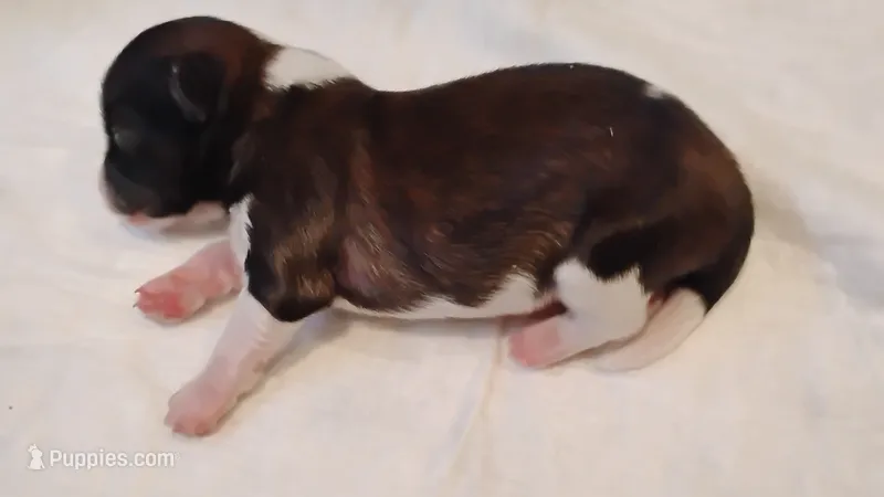 Havashu pup- Lill Mikey – Shih Tzu puppy for sale in Houston, TX