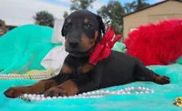 Bella , a female Doberman Pinscher for sale in Beaumont, TX – 4 of 4