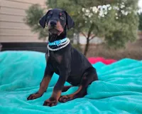 Acer, a male Doberman Pinscher for sale in Beaumont, TX – 5 of 7