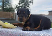 Blackjack , a male Doberman Pinscher for sale in Beaumont, TX – 2 of 5