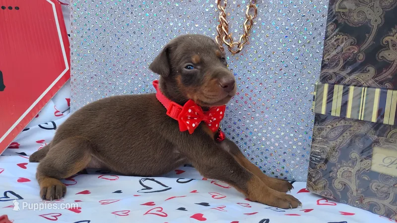 AKC Champion Bloodline - Puppy Ruby Red – Doberman Pinscher puppy for sale in Beaumont, TX