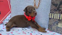 AKC Champion Bloodline -  Ruby Red, a female Doberman Pinscher for sale in Beaumont, TX – 1 of 9