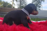 Puppy Noha , a male Doberman Pinscher for sale in Beaumont, TX – 5 of 6