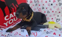 AKC Champion Bloodline - Alexander, a male Doberman Pinscher for sale in Beaumont, TX – 2 of 8