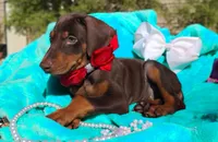 Ruby Red, a female Doberman Pinscher for sale in Beaumont, TX – 5 of 10