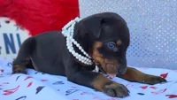 AKC Champion Bloodline -Eagles Paws puppy Ladylove , a female Doberman Pinscher for sale in Beaumont, TX – 5 of 7