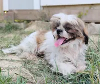 AKC Cute Benji , a male Shih Tzu for sale in Houston, TX – 4 of 4