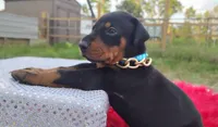 AKC- Champion bloodline - Acer, a male Doberman Pinscher for sale in Beaumont, TX – 7 of 10