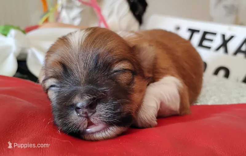Havashu pup- Lucky Star ⭐ – Havanese, Shih Tzu puppy for sale in Houston, TX