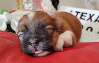 Havashu pup- Lucky Star ⭐, a female Havanese and Shih Tzu for sale in Houston, TX – 1 of 10