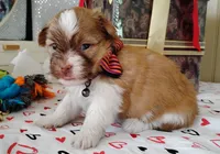 Havashu - Benji, a male Havanese and Shih Tzu for sale in Houston, TX – 5 of 9