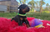 Ironman , a male Doberman Pinscher for sale in Beaumont, TX – 8 of 8