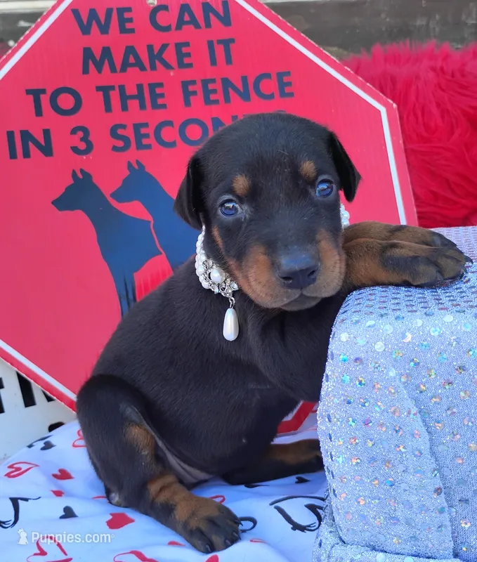 AKC Champion Bloodline -Eagles Paws puppy Ladylove  – Doberman Pinscher puppy for sale in Beaumont, TX