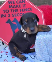 AKC Champion Bloodline -Eagles Paws puppy Ladylove , a female Doberman Pinscher for sale in Beaumont, TX – 1 of 7