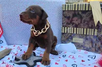 AKC Champion Bloodline - Ginger , a female Doberman Pinscher for sale in Beaumont, TX – 4 of 10