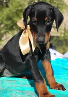 Liliana , a female Doberman Pinscher for sale in Beaumont, TX – 6 of 10