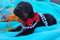 Ladybug 🐞, a female Doberman Pinscher for sale in Beaumont, TX – 6 of 7