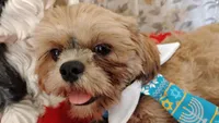 Full AKC Mighty Papa Bear, a male Shih Tzu for sale in Houston, TX – 6 of 10