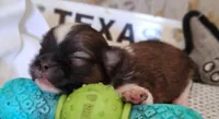 Havashu pup - Lill Mikey, a male Havanese and Shih Tzu for sale in Houston, TX – 8 of 8