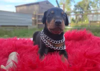 Puppy Noha , a male Doberman Pinscher for sale in Beaumont, TX – 2 of 6