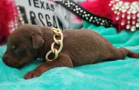 Bronzon , a male Doberman Pinscher for sale in Beaumont, TX – 7 of 7