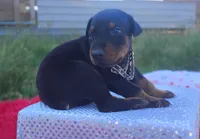 AKC Champion Bloodline - Miracle, a male Doberman Pinscher for sale in Beaumont, TX – 4 of 10