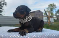 Puppy Hurricane , a male Doberman Pinscher for sale in Beaumont, TX – 6 of 8