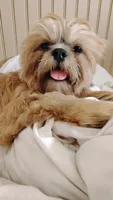 AKC- Papa Bear , a male Shih Tzu for sale in Houston, TX – 3 of 3