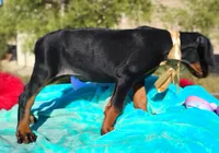 Liliana , a female Doberman Pinscher for sale in Beaumont, TX – 7 of 10