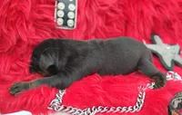 AKC Champion Bloodline -Puppy Alexander , a male Doberman Pinscher for sale in Beaumont, TX – 2 of 7