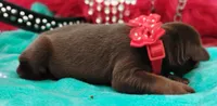 Tinker Bell , a female Doberman Pinscher for sale in Beaumont, TX – 6 of 9