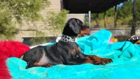Miracle, a male Doberman Pinscher for sale in Beaumont, TX – 7 of 10