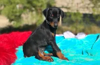Murdock , a male Doberman Pinscher for sale in Beaumont, TX – 8 of 8