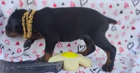 AKC Champion Bloodline - Alexander, a male Doberman Pinscher for sale in Beaumont, TX – 5 of 8