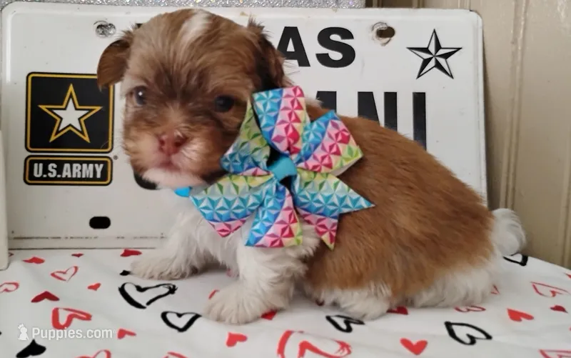 Havashu - Murdock – Havanese, Shih Tzu puppy for sale in Houston, TX