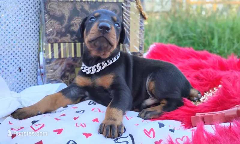 AKC Champion Bloodline -Puppy Dustin – Doberman Pinscher puppy for sale in Beaumont, TX